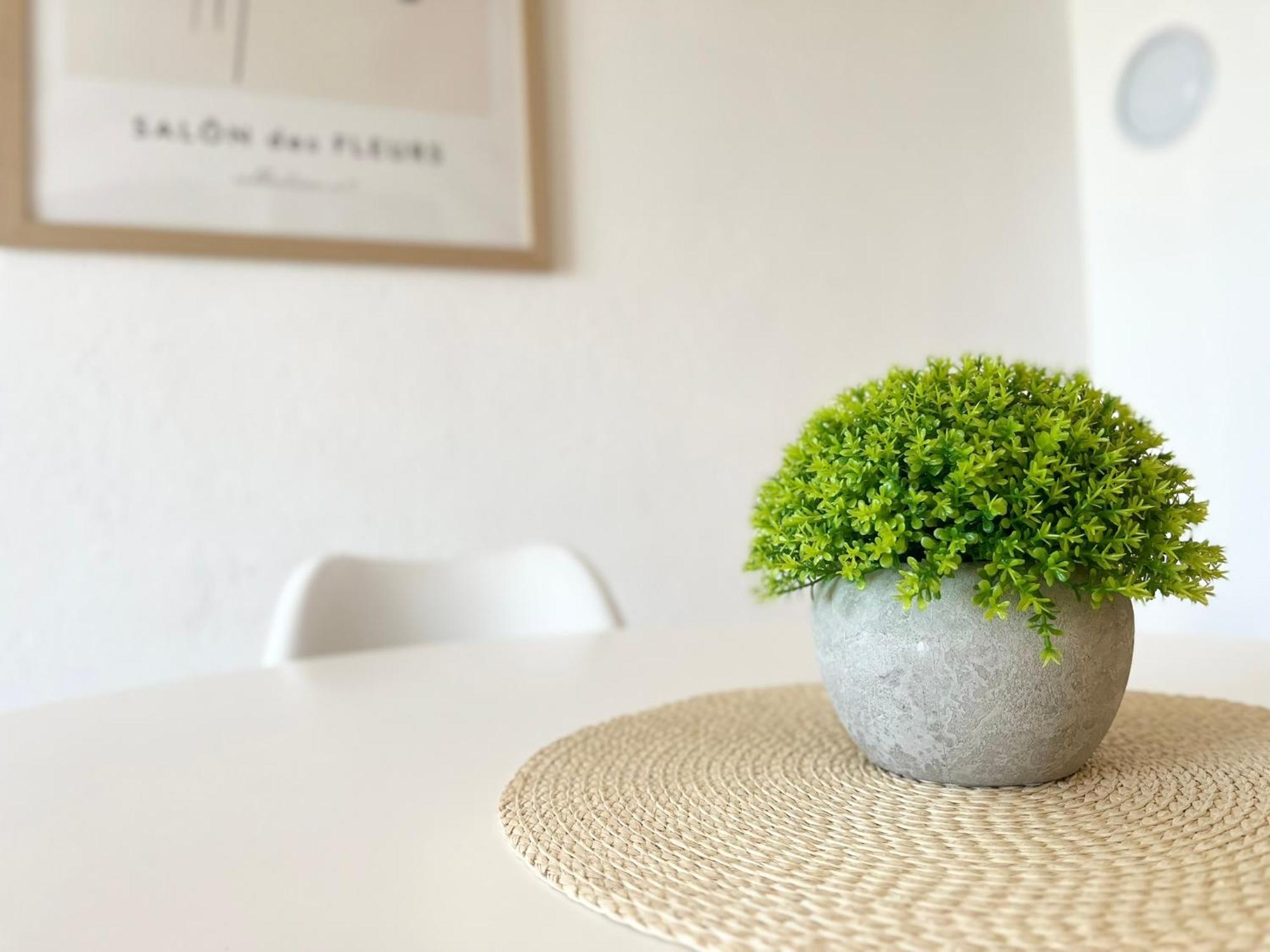 Apartments Contessa Novigrad  ภายนอก รูปภาพ
